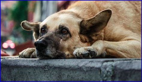 IMSKIRBY Dog: The Ultimate Companion for Families and Pet Lovers